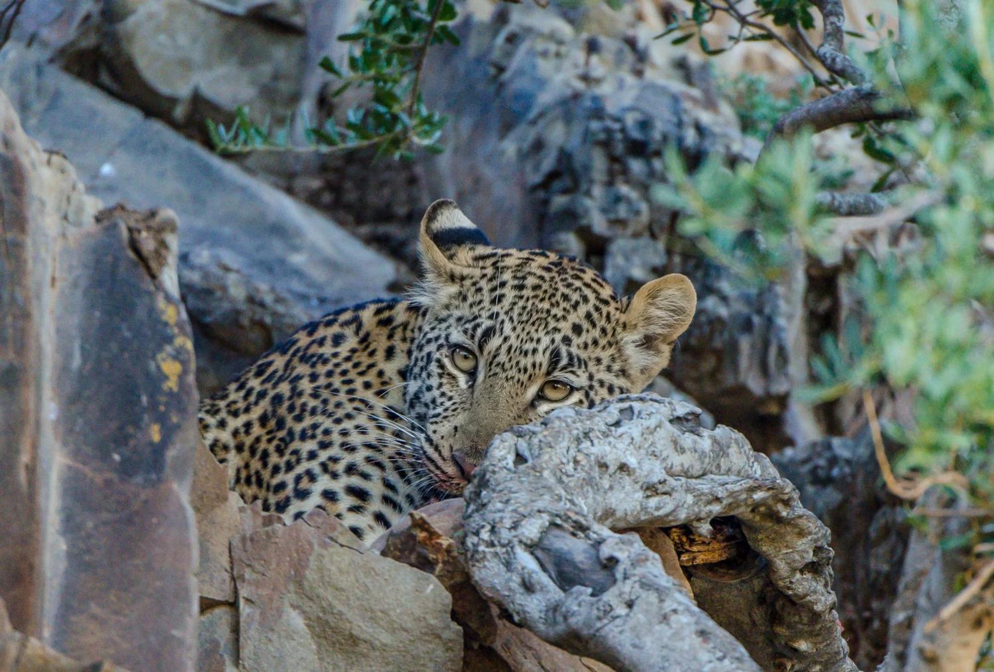 Kwandwe Private Game Reserve - Great Fish River Lodge Grahamstown Kültér fotó