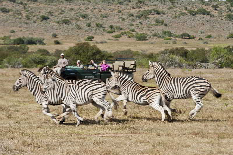 Kwandwe Private Game Reserve - Great Fish River Lodge Grahamstown Kültér fotó